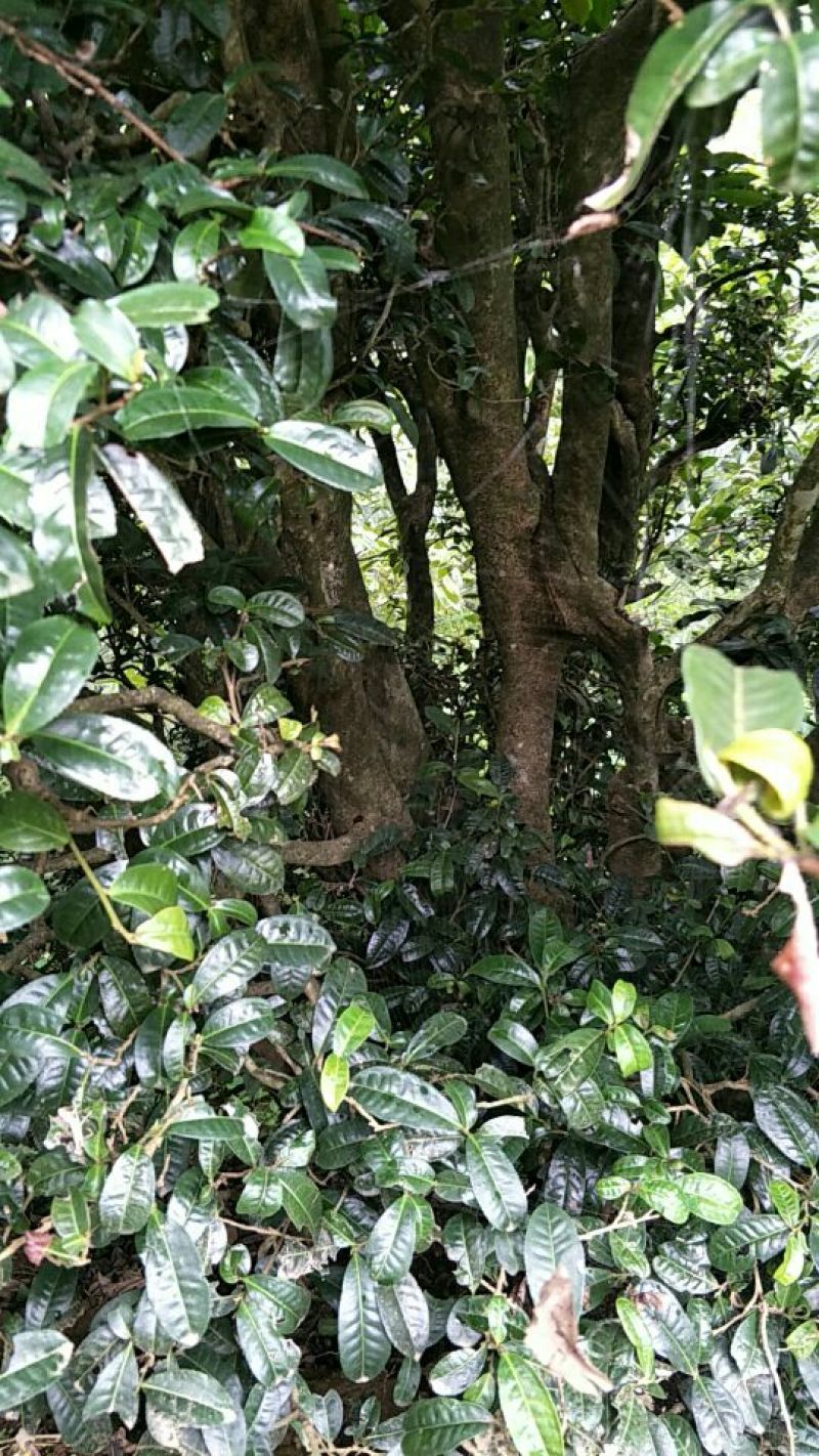 古树普洱茶一级