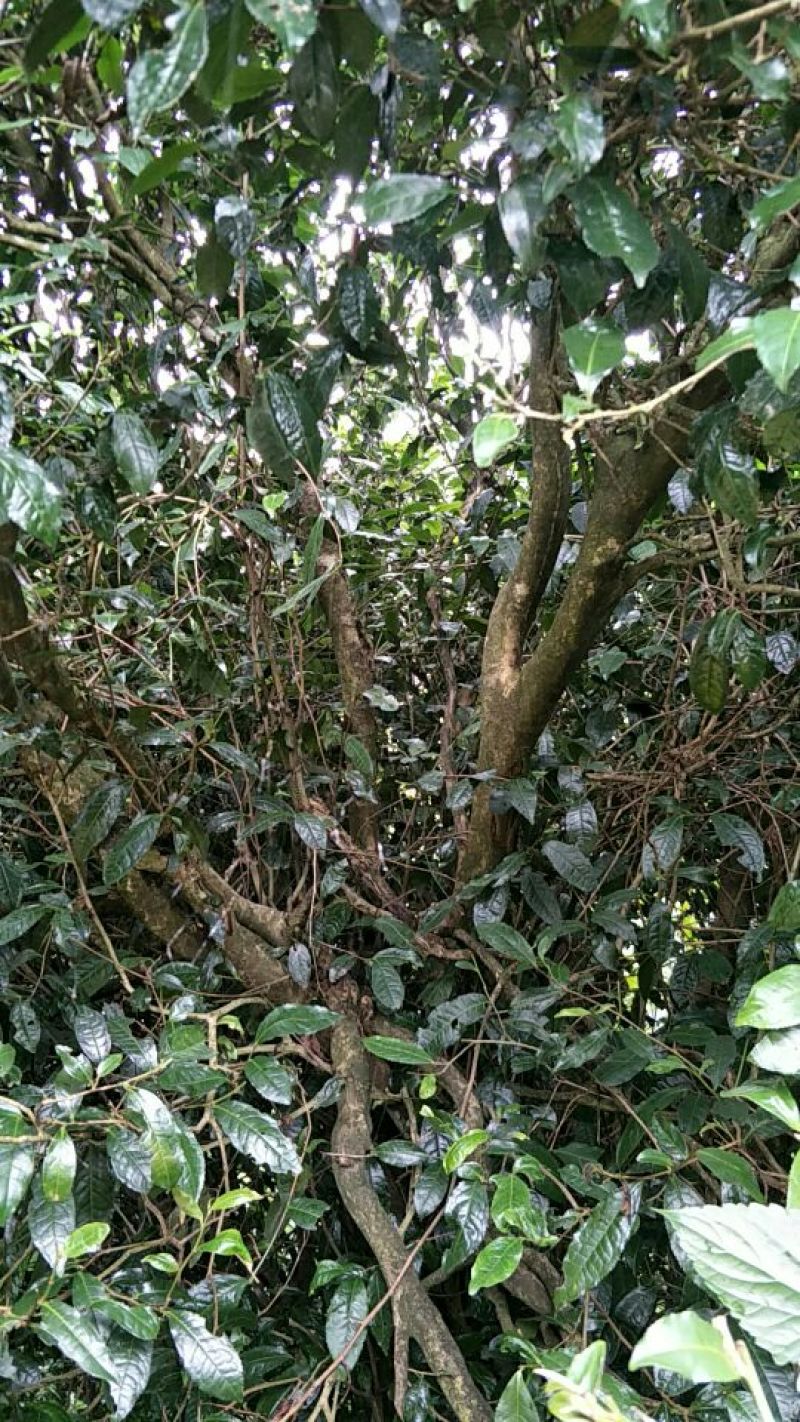 古树普洱茶一级