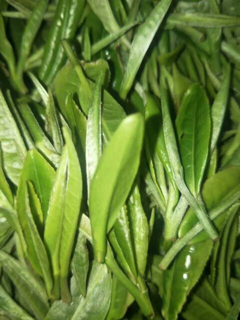 古树普洱茶一级