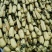 鄂莲五号5~7厘米10~15厘米以上
