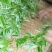 普洱茶特级
