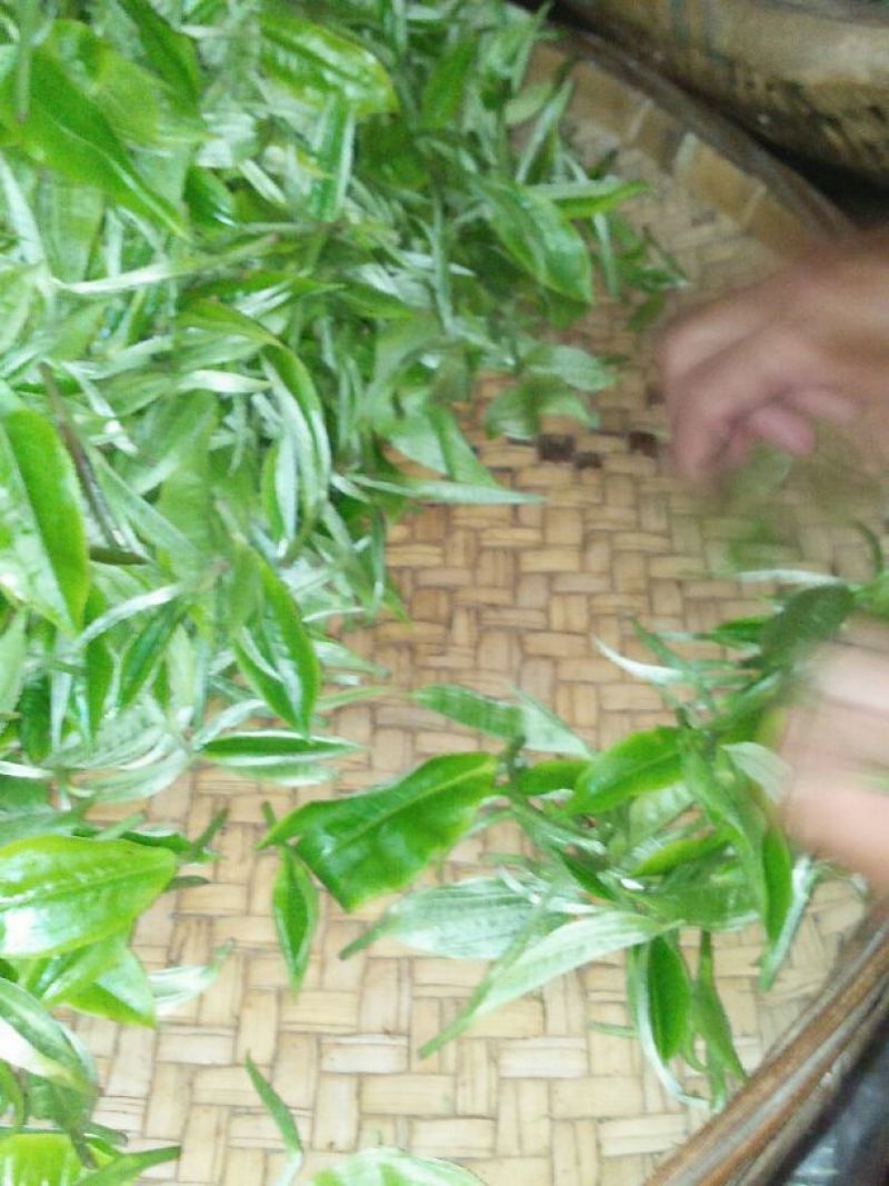 普洱茶特级
