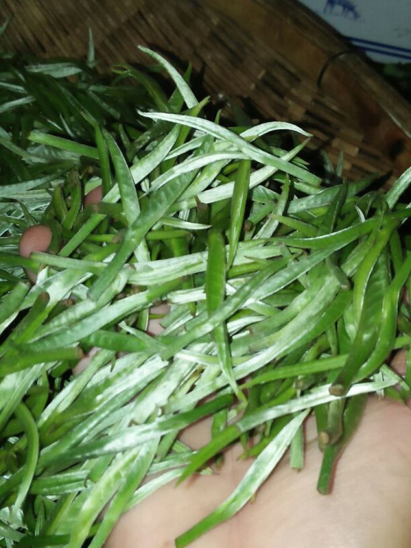 普洱茶特级