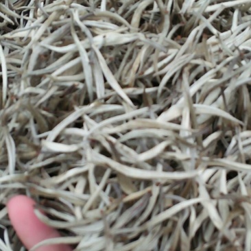 普洱茶特级