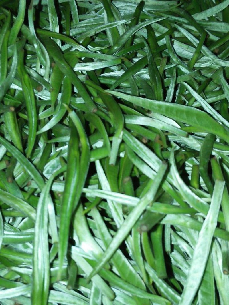 普洱茶特级