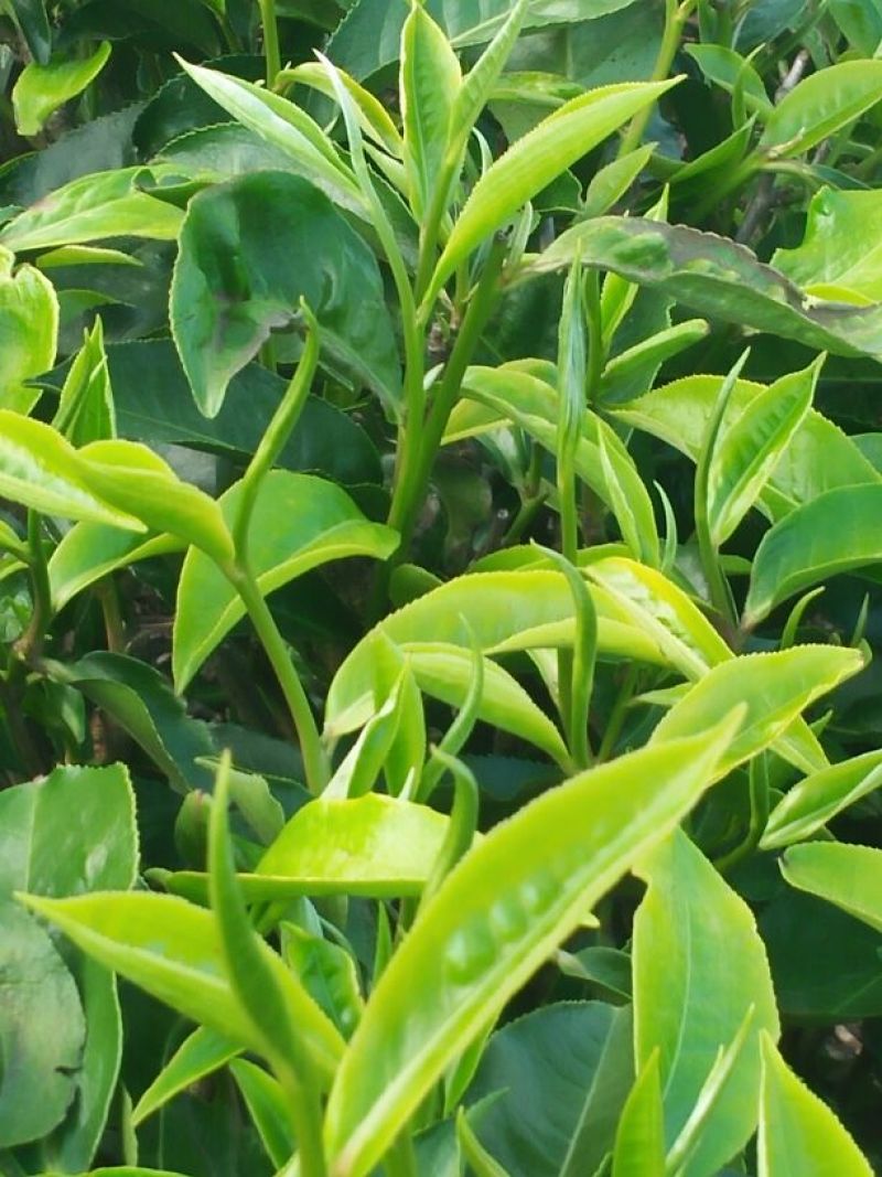 普洱茶特级