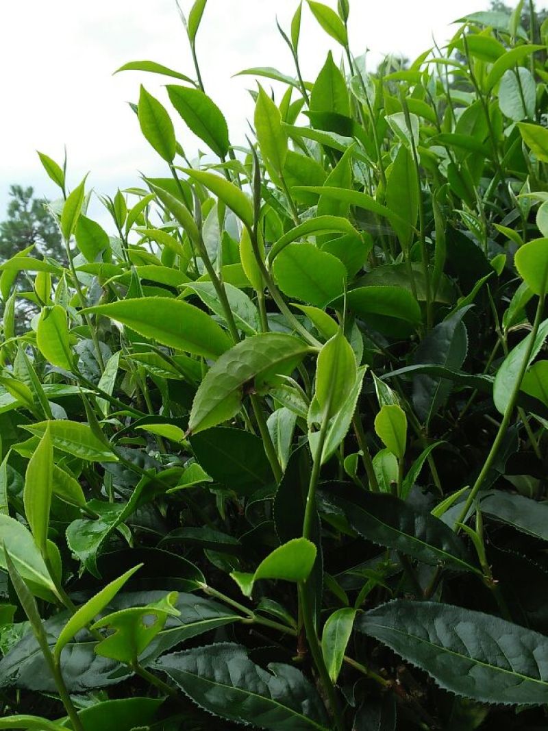 普洱茶特级