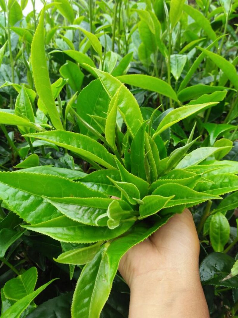 普洱茶特级
