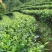 普洱茶特级