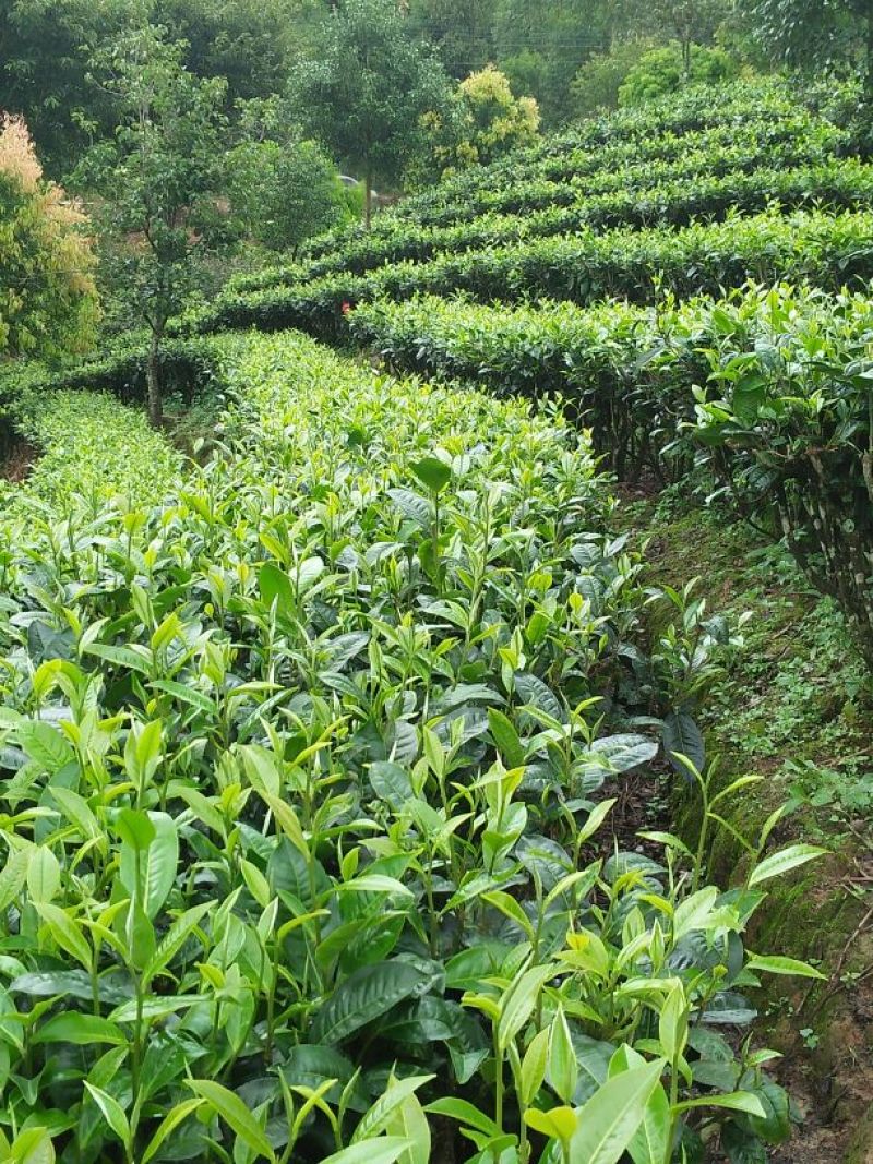 普洱茶特级