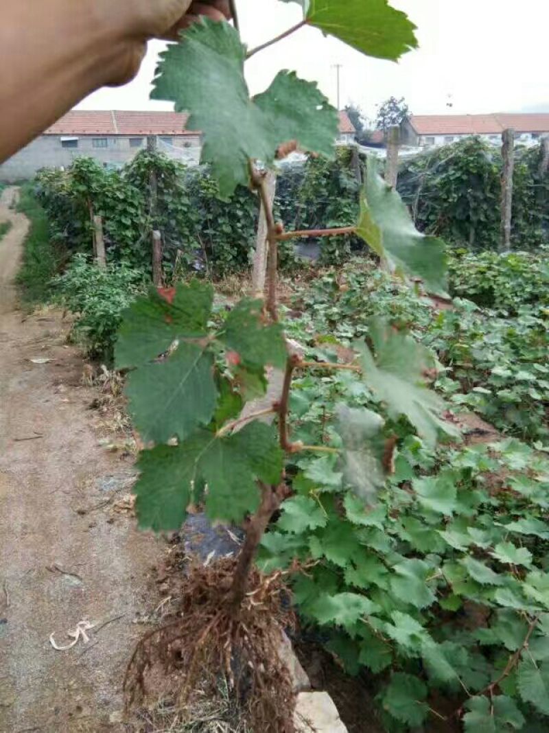 优质葡萄苗供应基地