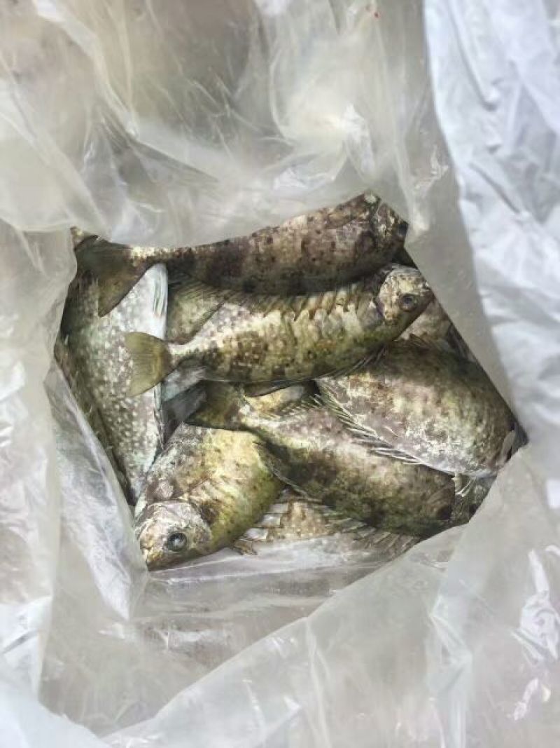 立鱼
