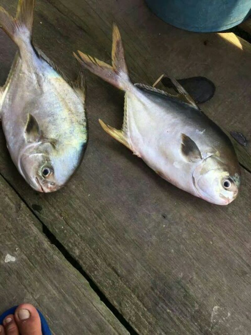 立鱼