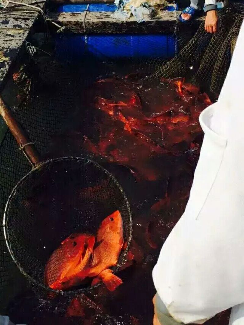 立鱼