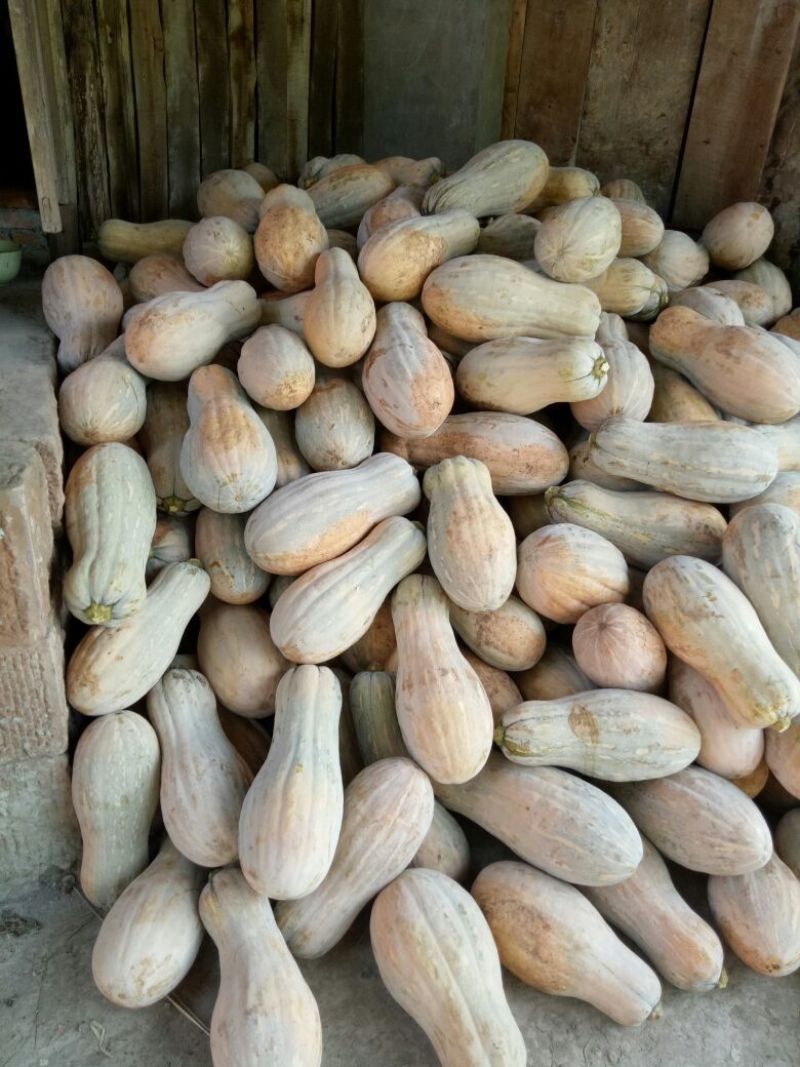 金船蜜本南瓜4~5斤以上长条形个大肉红粉甜面基地直发