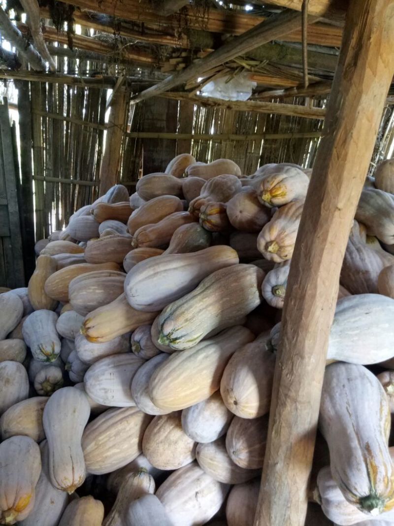 金船蜜本南瓜4~5斤以上长条形个大肉红粉甜面基地直发
