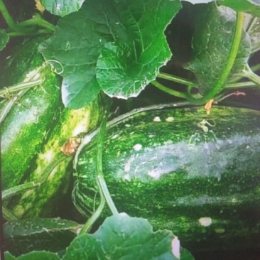 菜瓜30~40cm