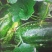 菜瓜30~40cm