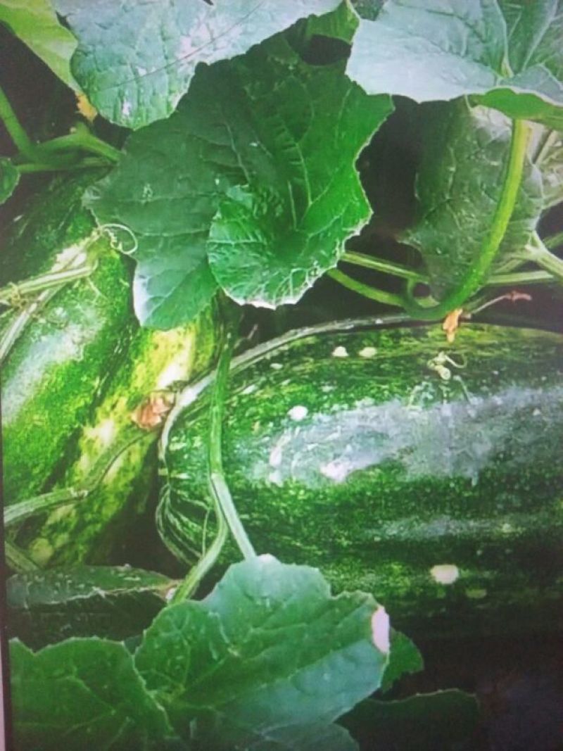菜瓜30~40cm