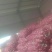 红蒜5~5.5cm干蒜