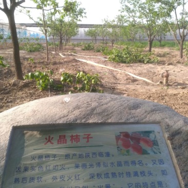 柿树8~10cm10~12cm4米以上