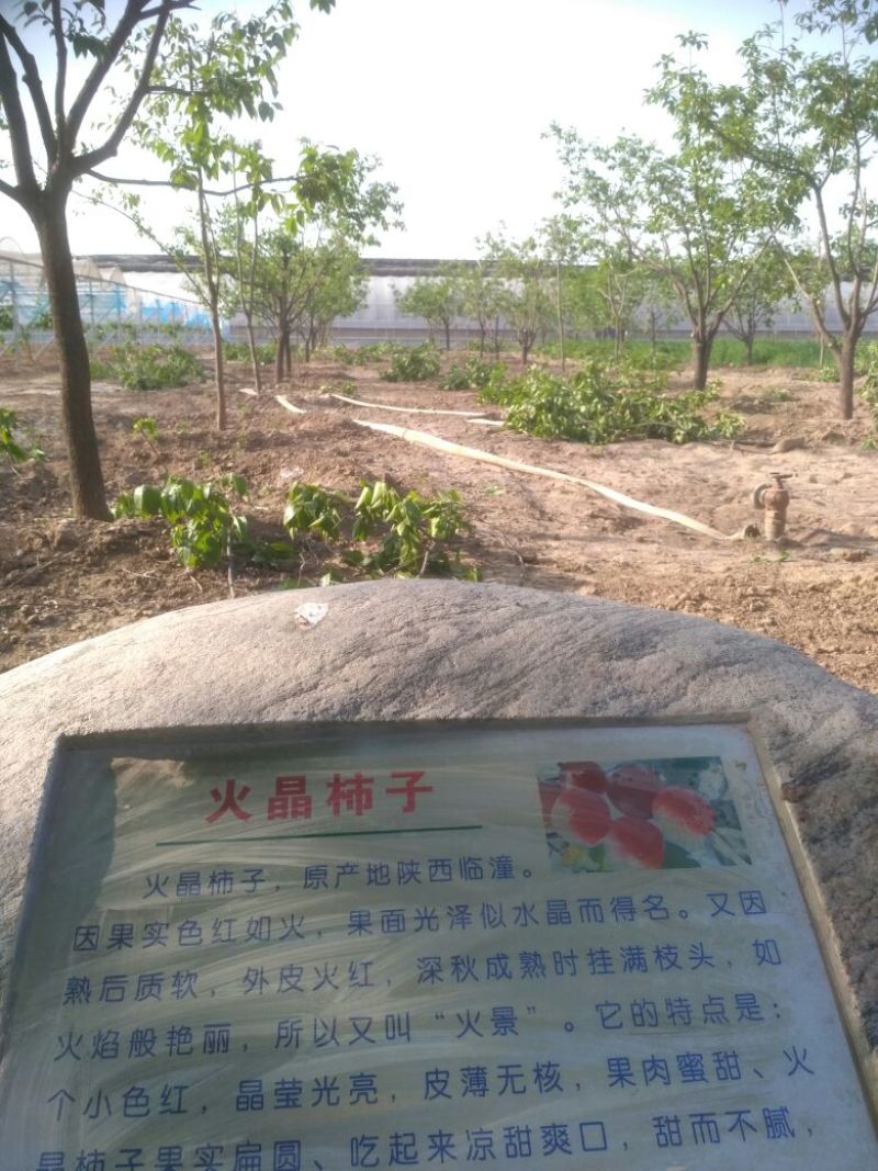 柿树8~10cm10~12cm4米以上
