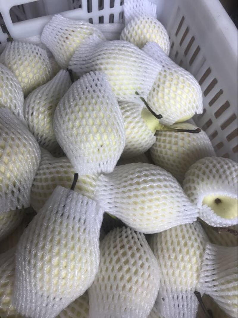 鸭梨