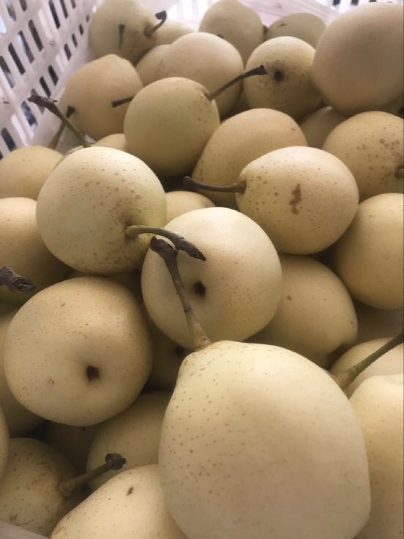 鸭梨