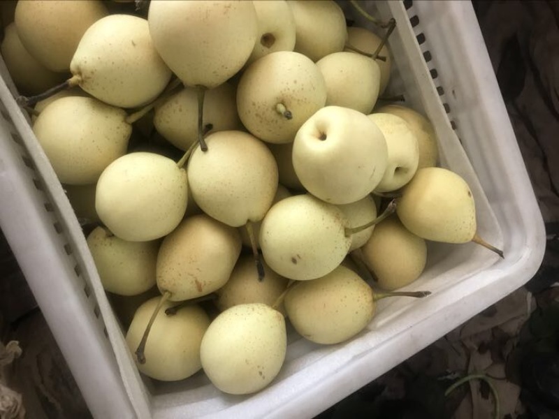 鸭梨