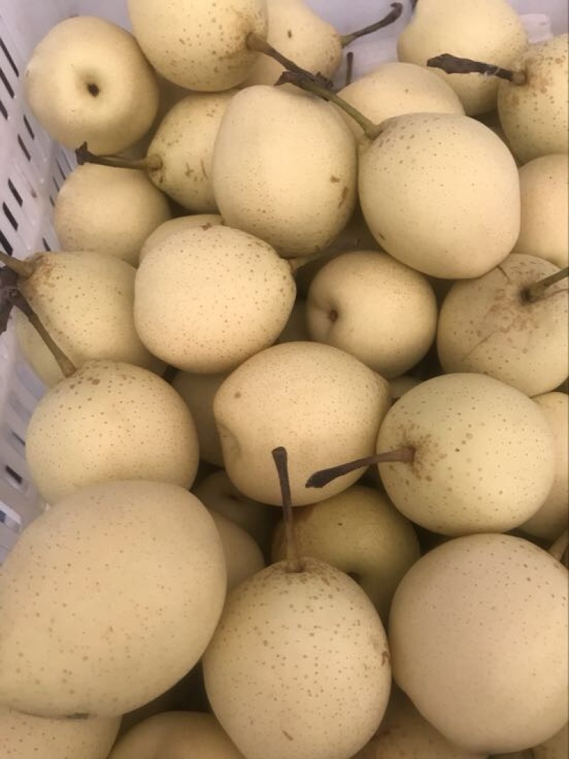 鸭梨