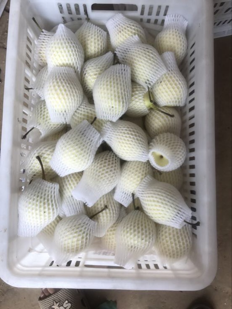 鸭梨