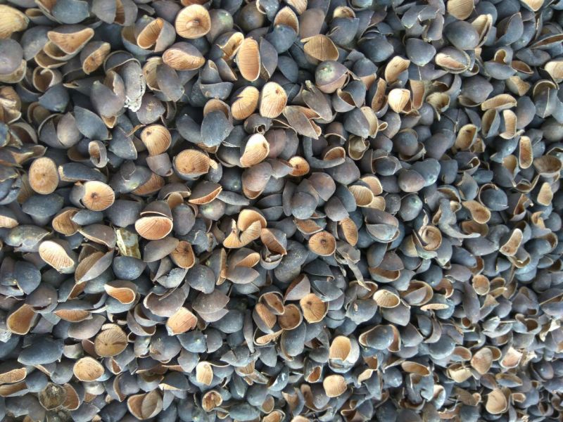 莲子壳干莲子壳平菇栽培基质