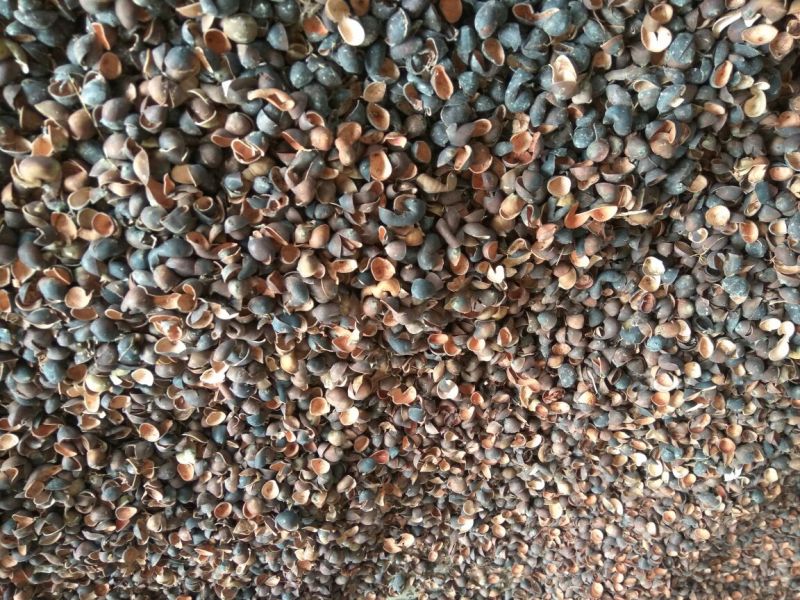 莲子壳干莲子壳平菇栽培基质