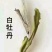 白牡丹一级
