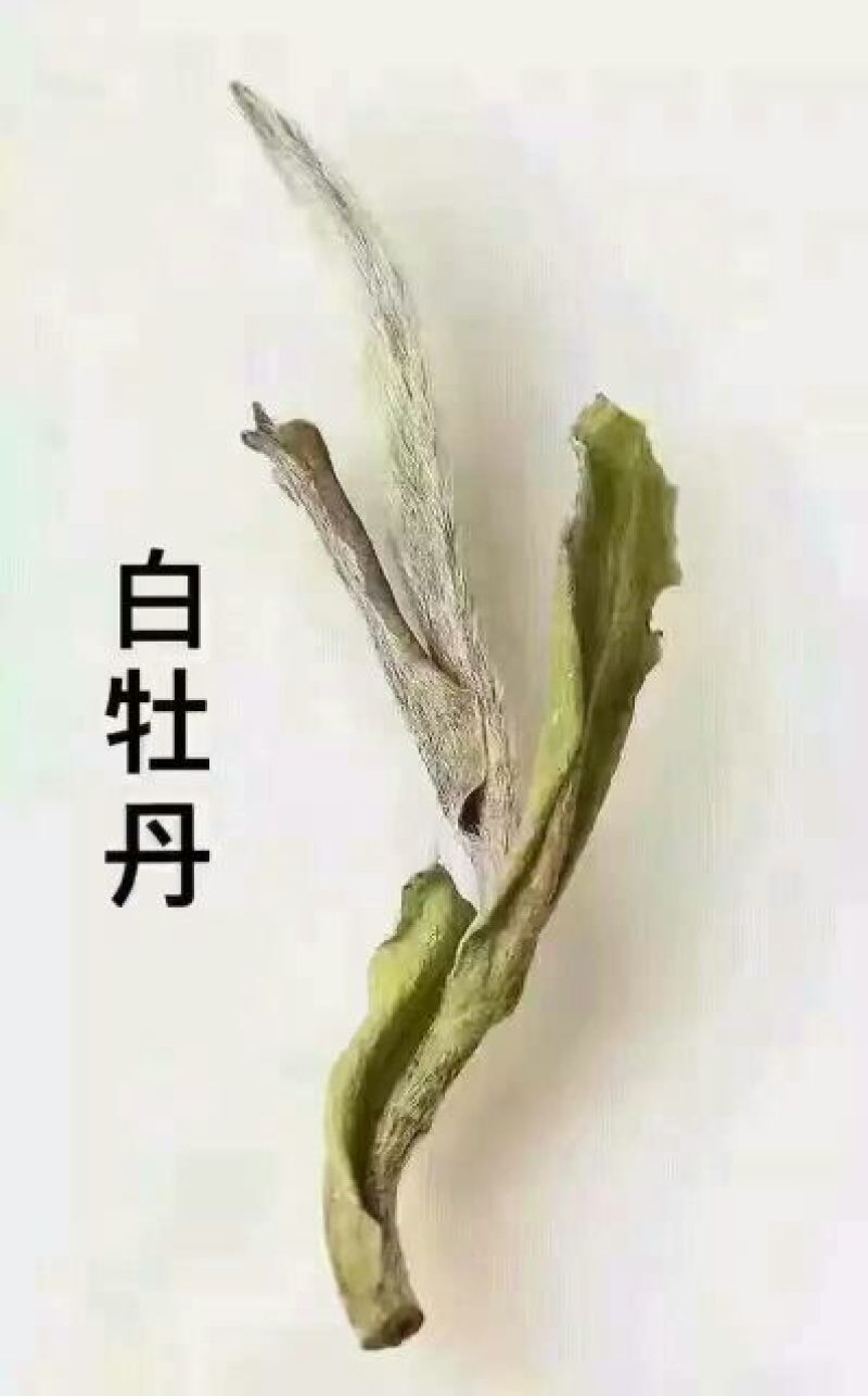 白牡丹一级