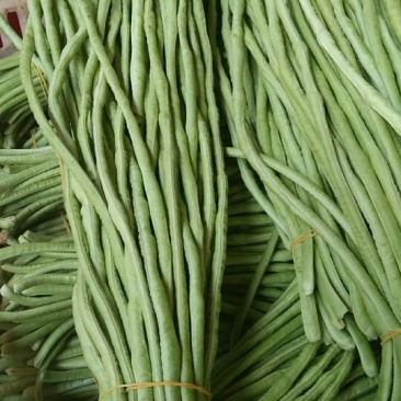 长豆角60厘米以上