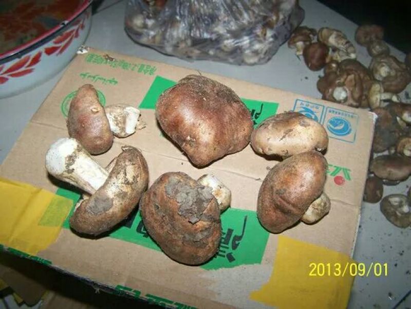 草菇5~6cm以上