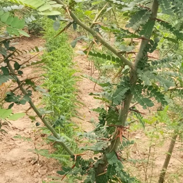 皂刺苗