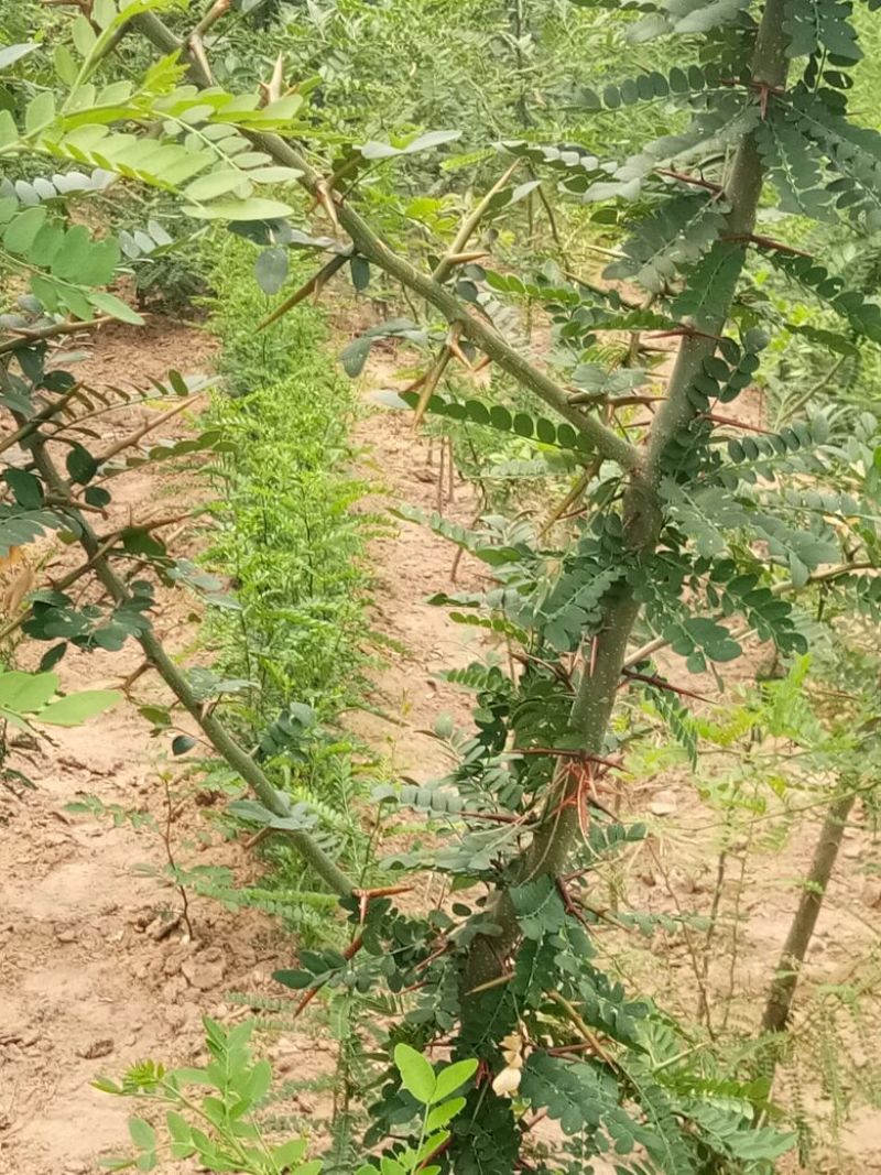 皂刺苗