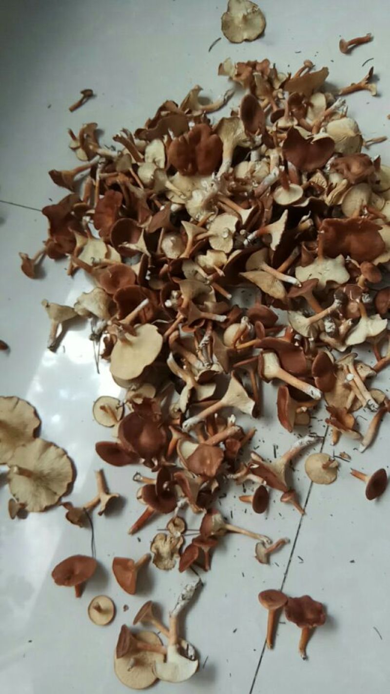 草菇5~6cm以上