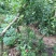 映山红30~35cm