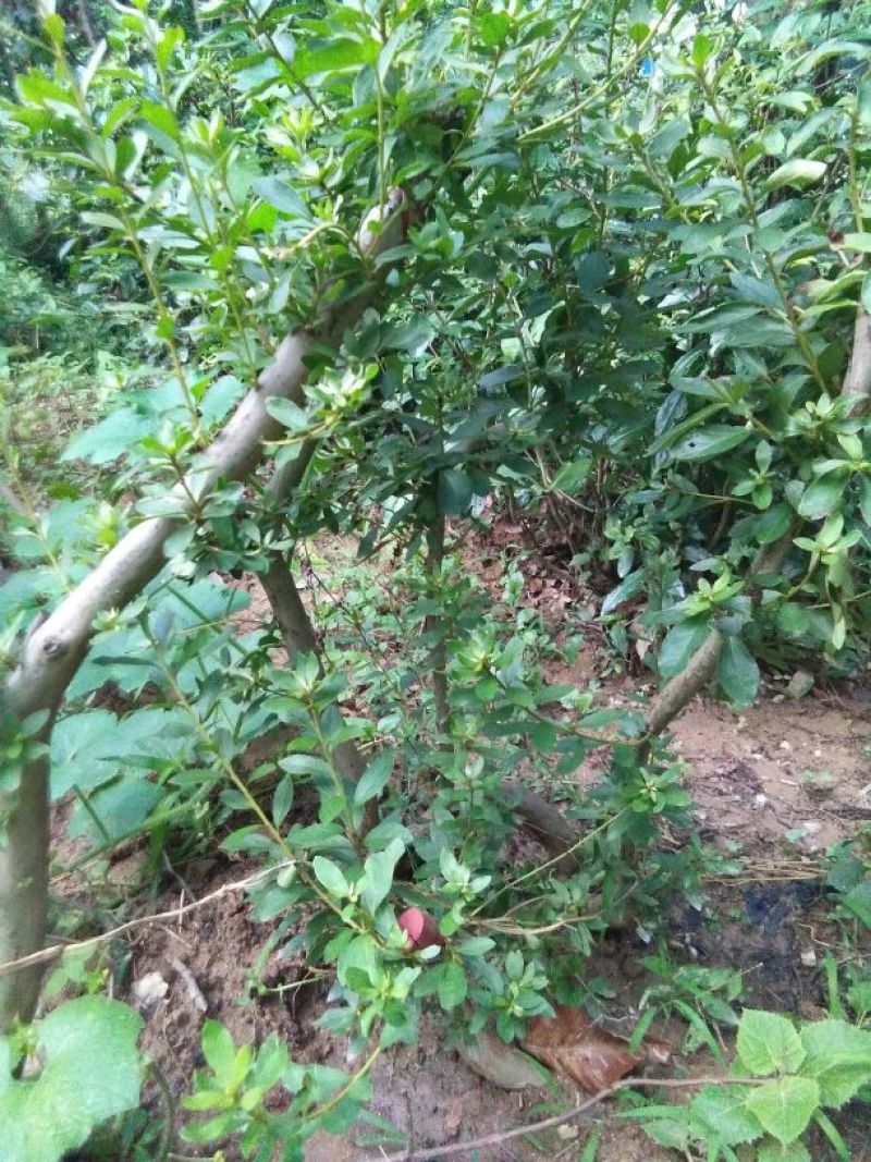 映山红30~35cm