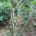 映山红30~35cm