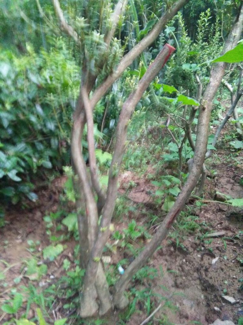 映山红30~35cm