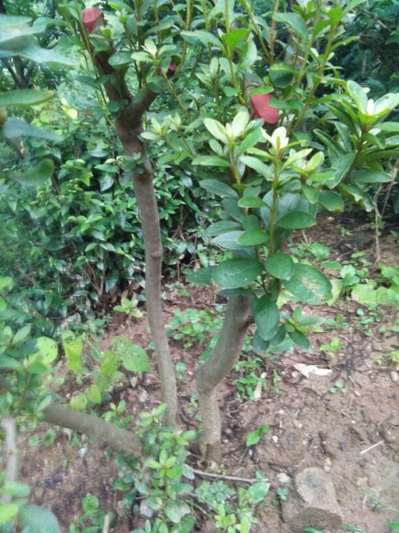 映山红30~35cm