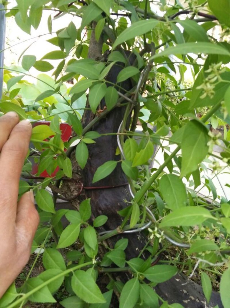 金丝吊蝴蝶