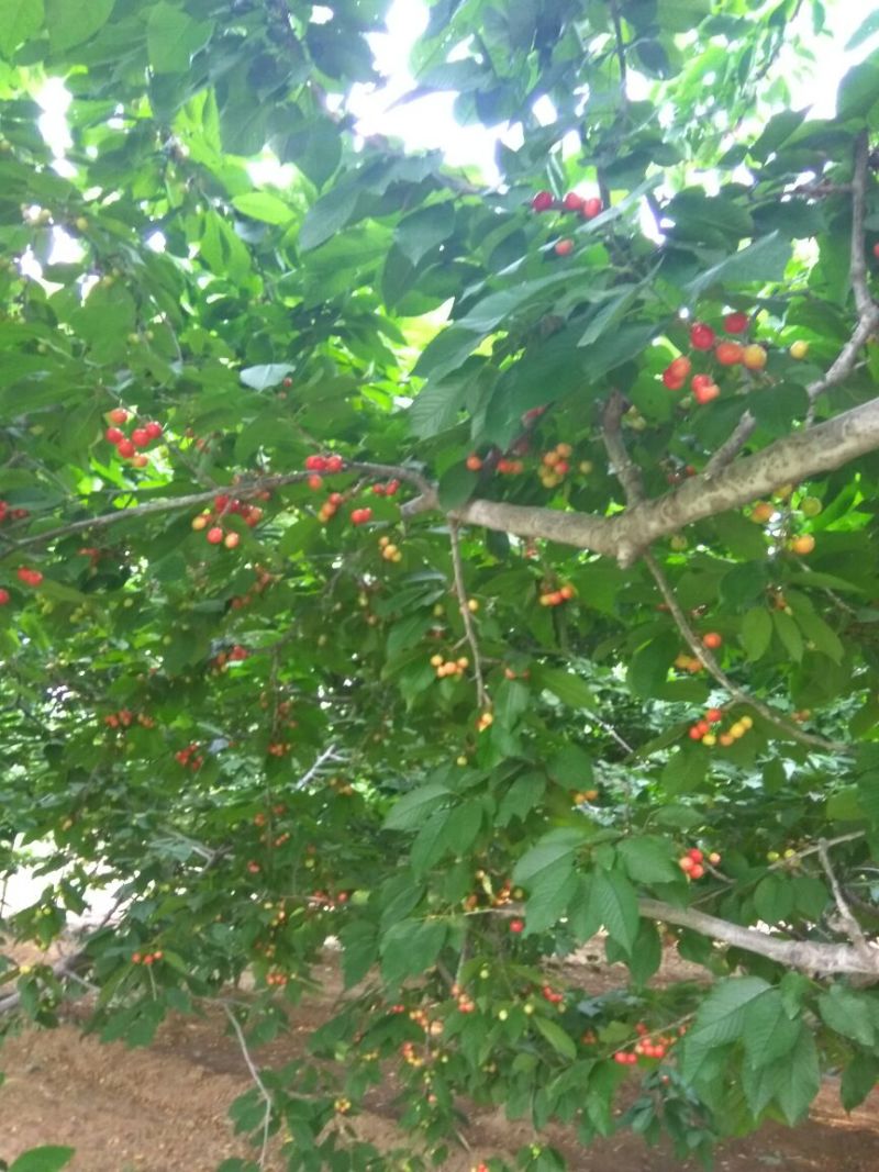红灯笼樱桃苗美早樱桃苗红灯樱桃树苗樱桃苗育苗基地樱桃树苗