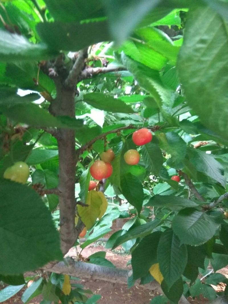 红灯笼樱桃苗美早樱桃苗红灯樱桃树苗樱桃苗育苗基地樱桃树苗
