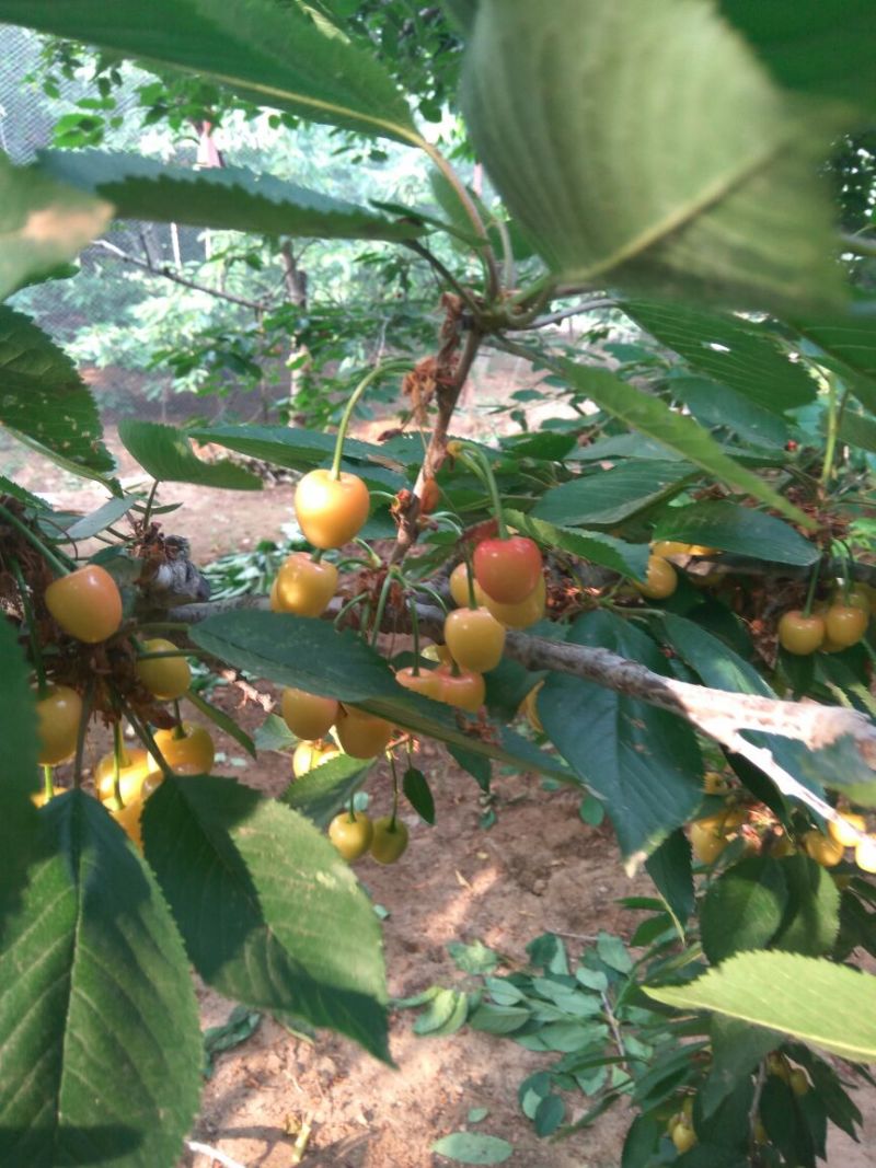 红灯笼樱桃苗美早樱桃苗红灯樱桃树苗樱桃苗育苗基地樱桃树苗