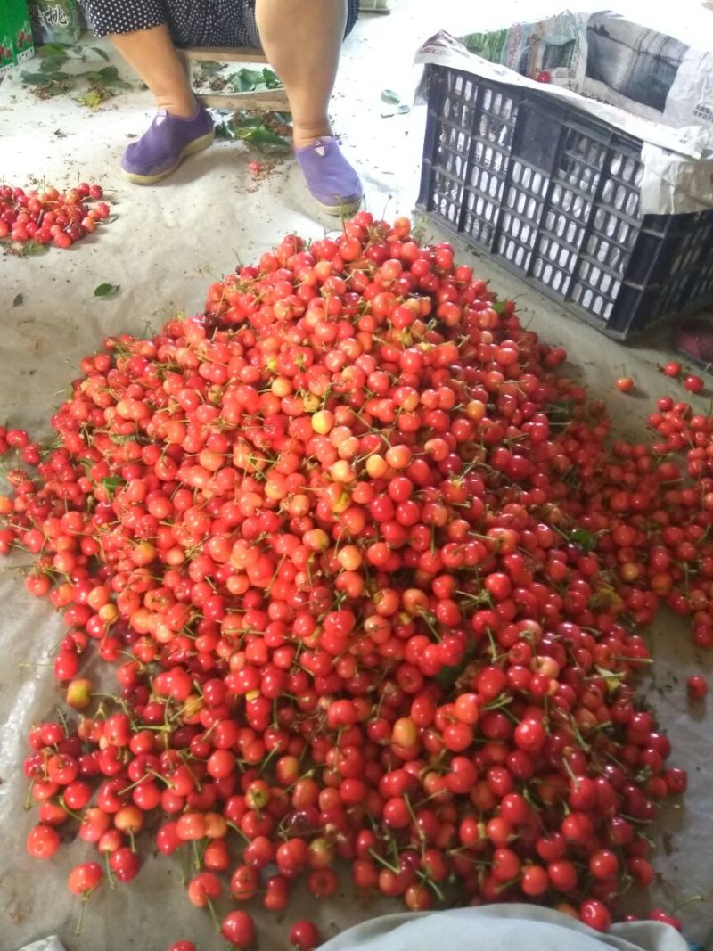 红灯笼樱桃苗美早樱桃苗红灯樱桃树苗樱桃苗育苗基地樱桃树苗